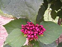 Clerodendrum bungei (fam Lamiacees) (Chine, Taiwan, Vietnam) (3) (Photo F. Mrugala)